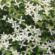 Clematis montana wilsonii: Bild 2/3