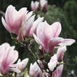 Magnolia soulangeana: Bild 1/10