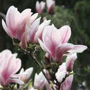 Tulpenmagnolie - Magnolia soulangeana