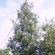 Quercus kewensis: Bild 6/6