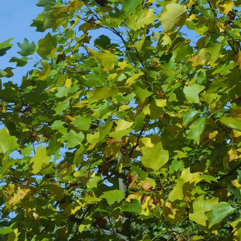 Tulpenbaum Liriodendron Tulipifera Orange