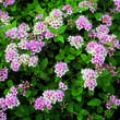 Spiraea japonica 'Little Princess': Bild 5/7