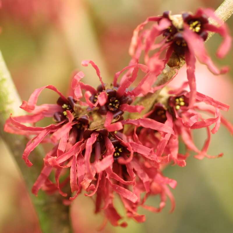 Zaubernuss Hamamelis intermedia 'Diane' rot