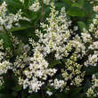 Ligustrum ovalifolium 'Melblack': Bild 2/6