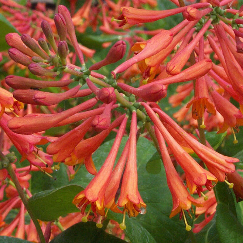 Schlingendes Geiblatt - Lonicera brownii 'Dropmore Scarlet' - orange
