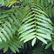 Pterocarya fraxinifolia: Bild 2/9