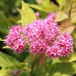 Spiraea japonica 'Goldflame': Bild 2/5