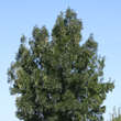 Fraxinus angustifolia 'Raywood': Bild 3/3