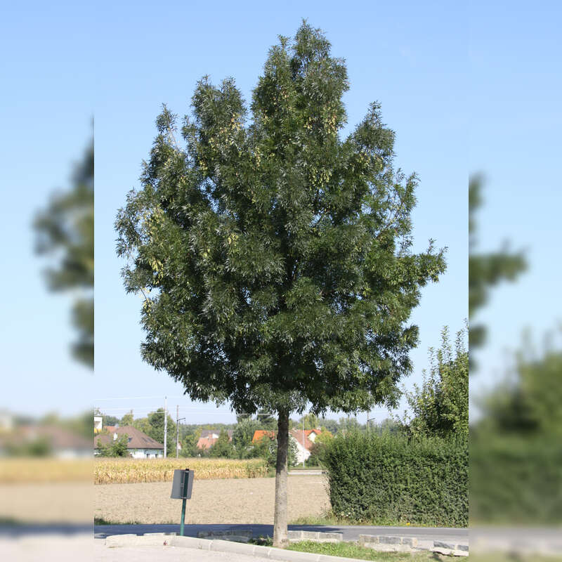 Schmalblättrige Esche Fraxinus angustifolia 'Raywood'