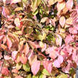 Euonymus verrucosus: Bild 3/5