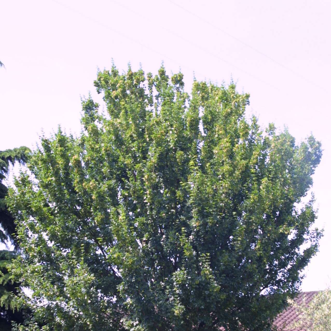 Französischer Ahorn - Acer monspessulanum - gelb