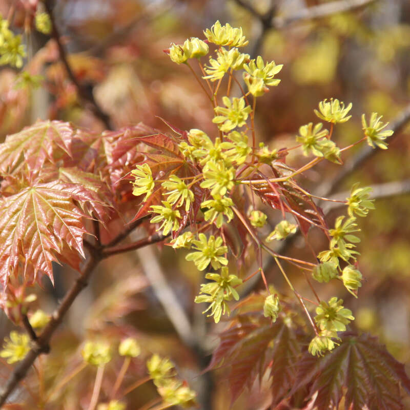 Kugelahorn Acer platanoides 'Globosum' gelb
