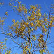 Salix 'Erythroflexuosa': Bild 5/6