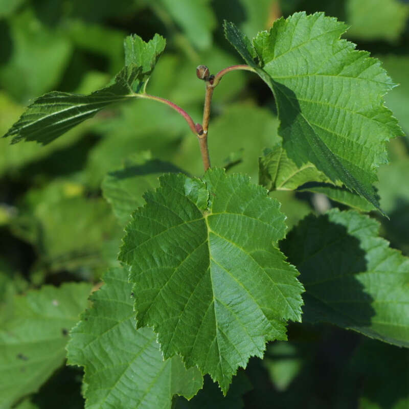 Baumhasel Corylus colurna gelb