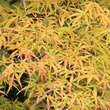 Acer palmatum 'Scolopendrifolium': Bild 5/7