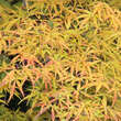 Acer palmatum 'Scolopendriifolium': Bild 7/11