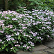 Hydrangea serrata 'Bluebird': Bild 5/6