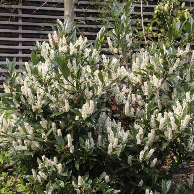 Kirschlorbeer Prunus laurocerasus 'Otto Luyken' weiß