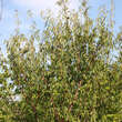 Prunus serrula: Bild 7/8