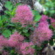 Cotinus coggygria 'Zuckerwatte': Bild 2/3