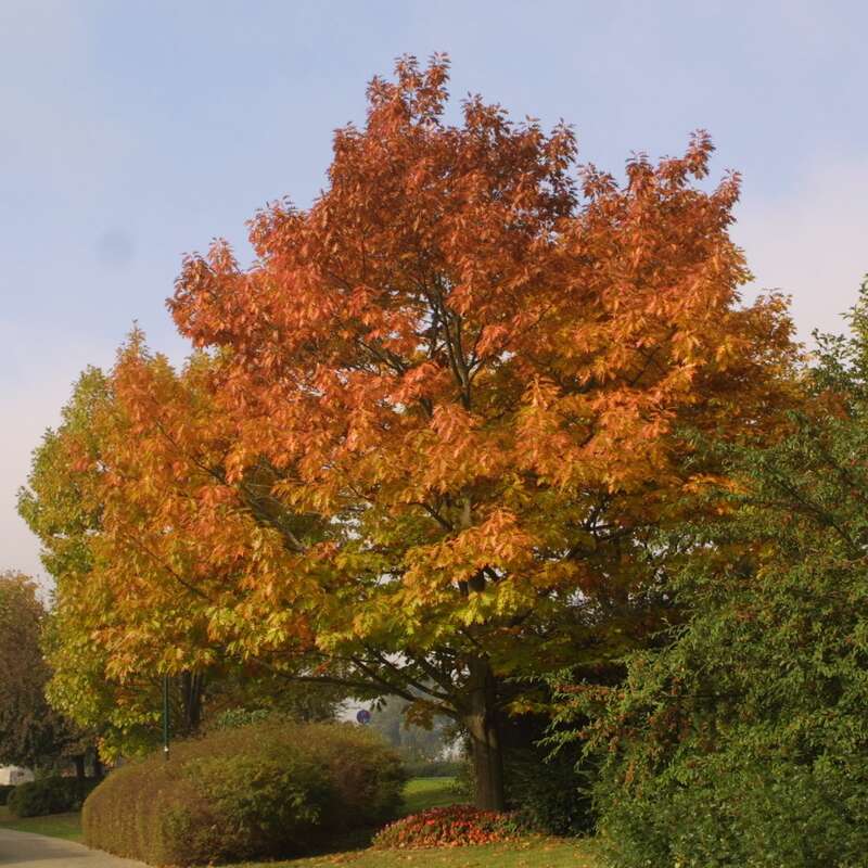 Amerikanische Roteiche Quercus rubra