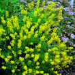 Cytisus nigricans 'Cyni': Bild 2/2