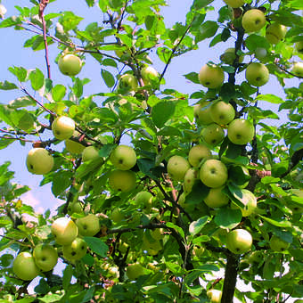 Sommerapfel, VII-VIII - Malus domestica \'Weißer Klarapfel\' - weiß | Obstbäume & Gemüsepflanzen