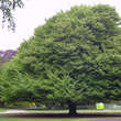 Fagus sylvatica 'Laciniata': Bild 5/5