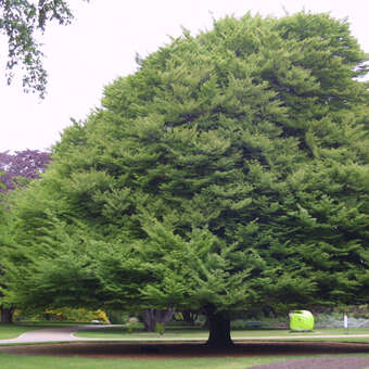 Fiederblatt-Buche - Fagus sylvatica 'Laciniata' - grn