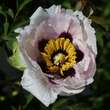 Paeonia rockii: Bild 4/11