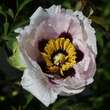 Paeonia rockii: Bild 2/5