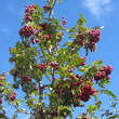 Sorbus 'Titan': Bild 8/12