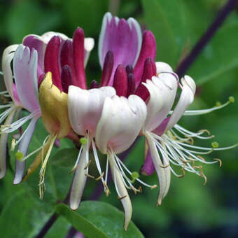 Lonicera heckrottii