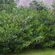 Prunus laurocerasus 'Otto Luyken': Bild 6/9