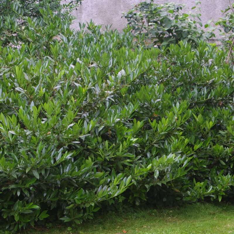 Kirschlorbeer Prunus laurocerasus 'Otto Luyken' weiß