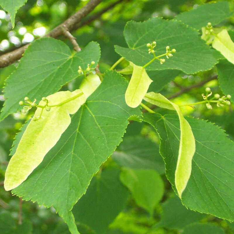 Winterlinde Tilia cordata gelb