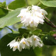 Styrax obassia: Bild 2/4