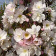 Prunus serrulata 'Amanogawa': Bild 2/3