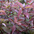 Cornus alba: Bild 4/11