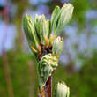 Sorbus aria 'Lutescens': Bild 3/8