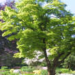 Acer shirasawanum 'Aureum': Bild 6/6