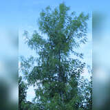 Acer saccharinum 'Born's Gracious' - Geschlitzter Silberahorn