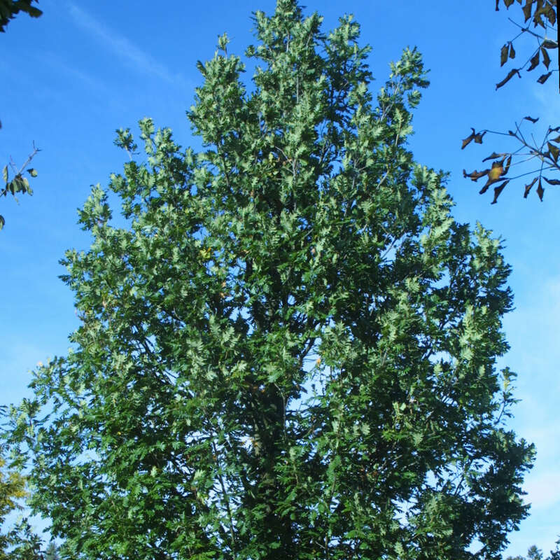 Ungarische Eiche Quercus