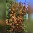 Acer tataricum ginnala: Bild 7/7