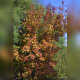 Acer tataricum ginnala - Feuerahorn
