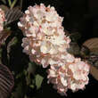 Viburnum plicatum 'Rosace': Bild 4/4