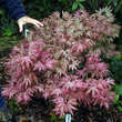Acer palmatum 'Aka shigitatsu sawa': Bild 5/5