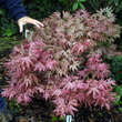 Acer palmatum 'Aka shigitatsu sawa': Bild 5/5