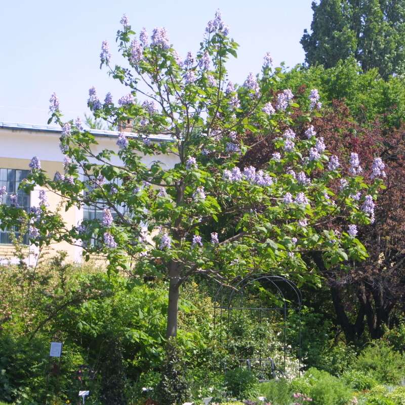 Blauglockenbaum Paulownia tomentosa blau