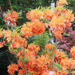 Azalea Großblumig - orange: Bild 4/6